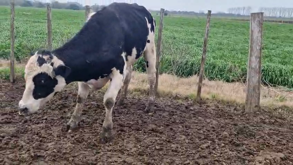 Lote Toros 500kg - , San José