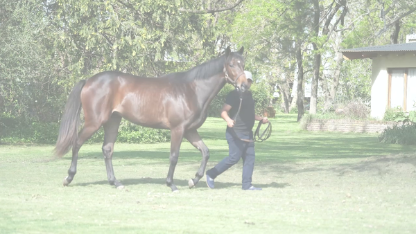 Lote TEXAS WIN (GERSHWIN -  TWIN CITIES)