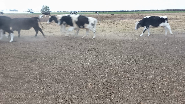 Lote 17 Novillitos Holando Argentino en Col. Aldao, Santa Fe