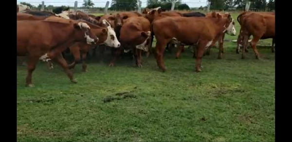 Lote 32 Novillos en Villaguay, Entre Ríos
