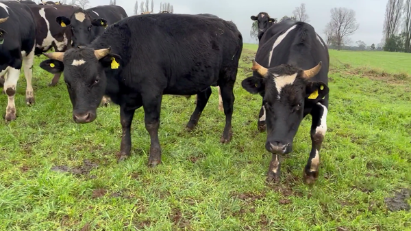 Lote 45 Novillo Gordo en Osorno, X Región Los Lagos