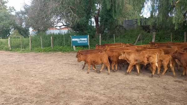Lote 70 Terneros en Daireaux