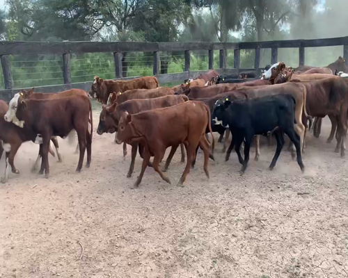 Lote 114 Terneros/as en Juan José Castelli, Chaco