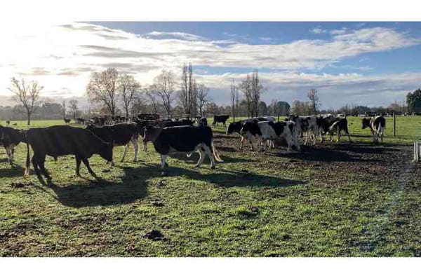 Lote 40 Novillo Gordo en Río Bueno, XIV Región Los Ríos