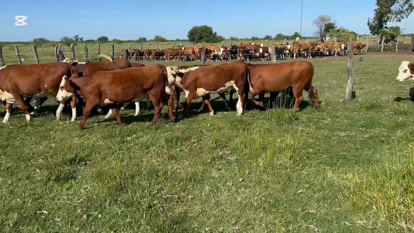 Lote 132 Vaquillonas