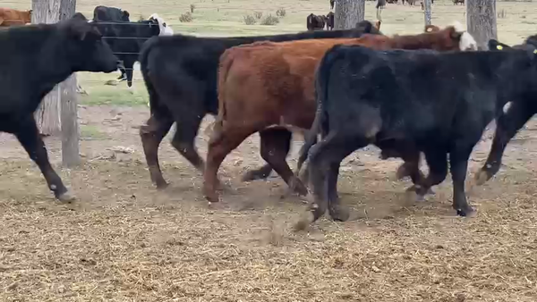 Lote 50 Novillos Brangus en Cuatro Bocas, Santiago del Estero