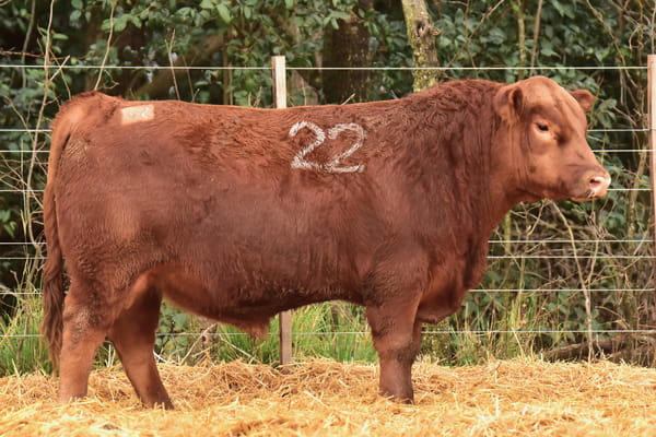 45756 — TOROS ANGUS PC