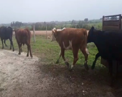 Lote (Vendido)12 Novillos Angus y cruza  303kg -  en ruta 1 km 64