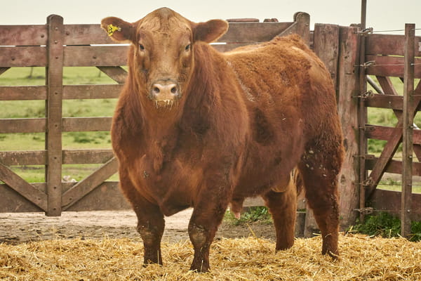 Lote "TRES MOLINOS" TOROS  P.P."