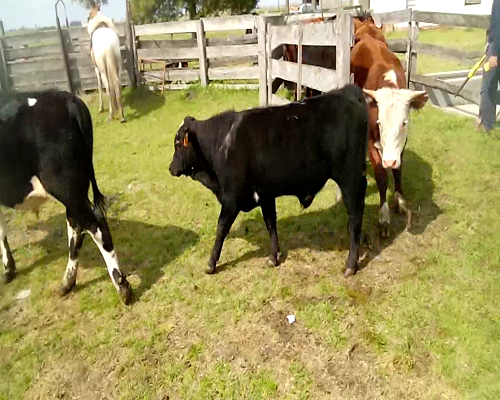 Lote 10 Terneros y Terneras en Soriano