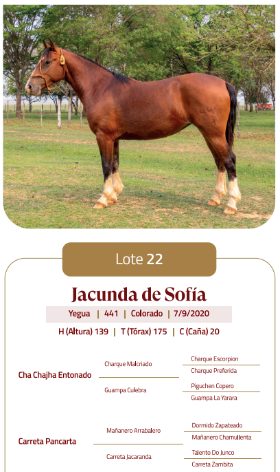 Lote LOTE 22
