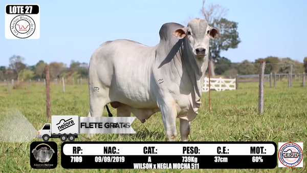 Lote LOTE 27 RP 7109