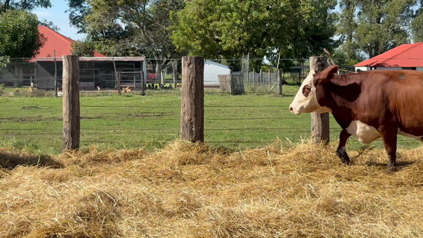 Lote 32 Vacas nuevas Preñadas en Corrientes, Curuzú-Cuatiá