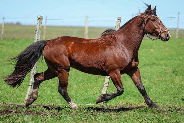 Lote PITANGA DE SANTA INES