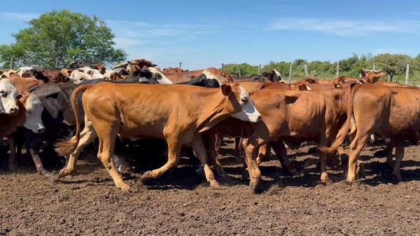 Lote 85 Novillitos en Corrientes, Saladas