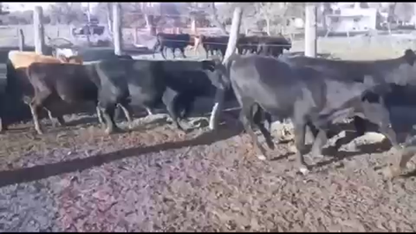 Lote 78 Terneros/as en Puero Tirol, Chaco