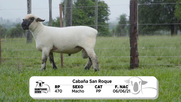 Lote LOTE 20 BOZAL - RP 470