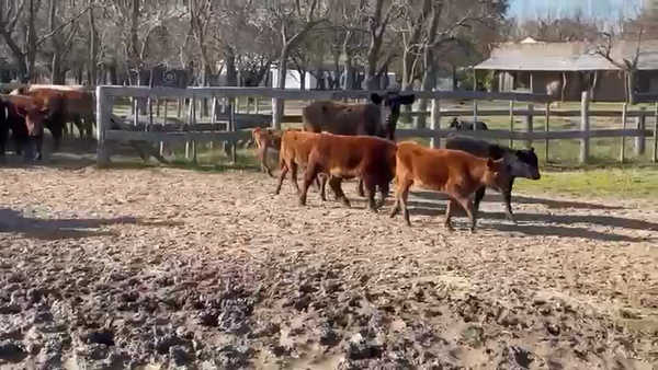 Lote 22 Vacas nuevas C/ cria