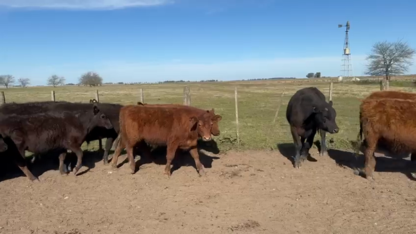 Lote 60 Terneros en Buenos Aires, Azul
