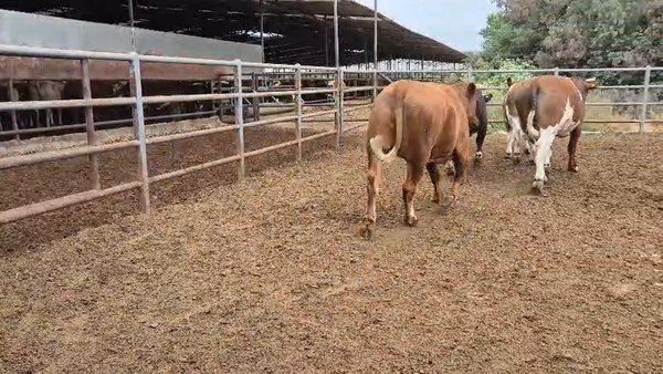 Lote 20 Novillo Gordo en Linares, VII  Región Maule
