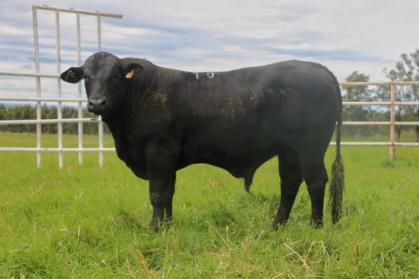 Lote Toros, Tacuarembó