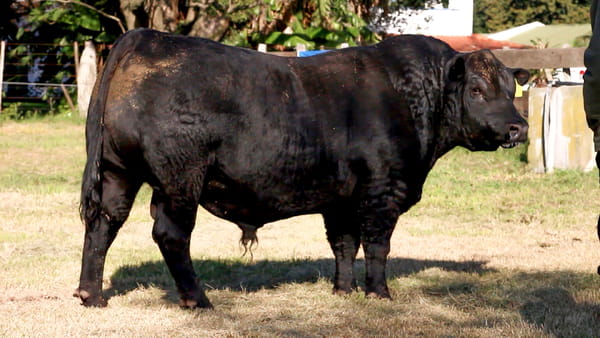 Lote CABAÑA COEMBOTÁ: RP 609
