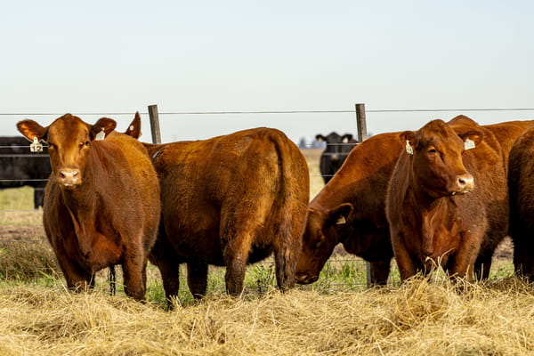 Lote VAQUILLONAS ANGUS PURAS CONTROLADAS