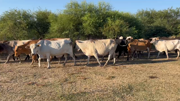 Lote 46 Vacas de invernar en Juan José Castelli, Chaco