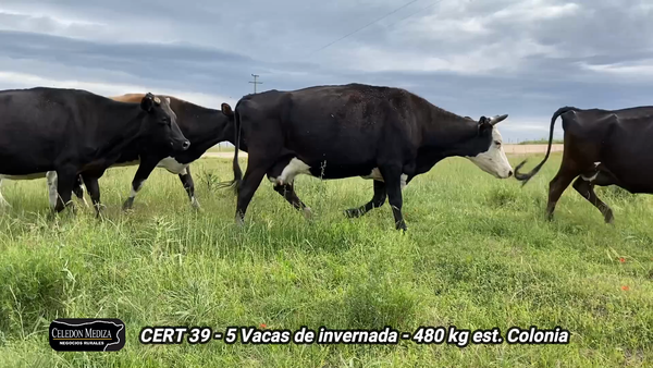 Lote 5 Vacas de Invernada en Colonia