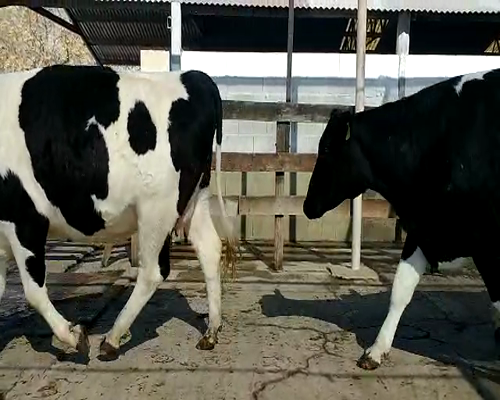 Lote VAQUILLONAS PREÑADAS