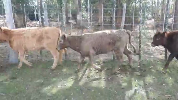 Lote 14 Terneros CRUZA 120kg - , San José
