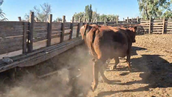 Lote 45 Novillo Gordo en Pelarco, VII  Región Maule