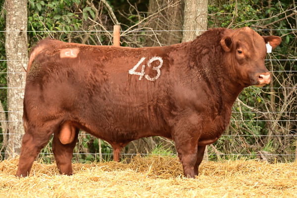 46444 — TOROS ANGUS PC