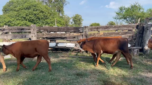 Lote 7 Terneros/as en Corrientes, Mocoretá