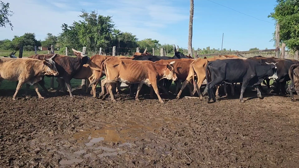 Lote 50 Vacas de invernar en Herlitzka, Corrientes
