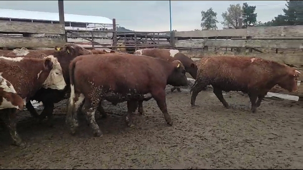 Lote 20 Novillo Gordo en Los Ángeles, VIII Región Biobío