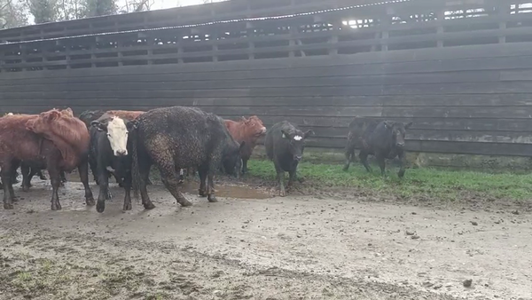 Lote 23 Vaquilla Gorda en Panguipulli, XIV Región Los Ríos