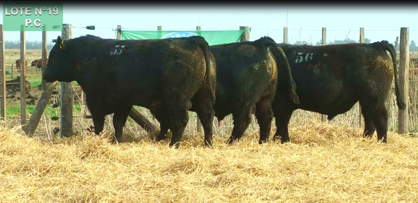 Lote TOROS PUROS CONTROLADOS
