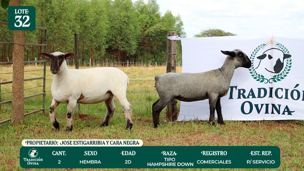 Lote LOTE 32 - POR PANTALLA