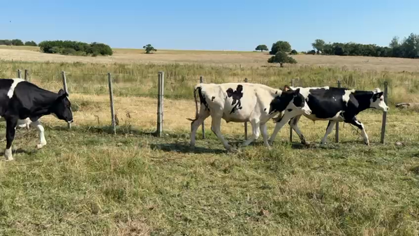 Lote NOVILLOS 1 a 2 AÑOS