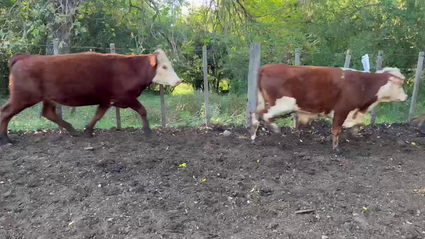 Lote NOVILLOS MAS DE 3 AÑOS