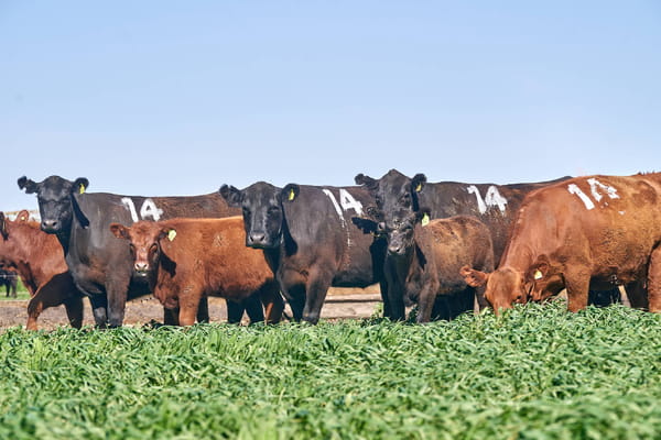 Lote "ME KEN" VAQUILLAS P.C CON CRIA