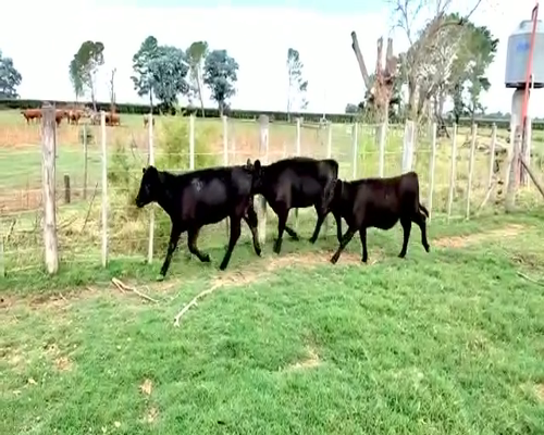 Lote 16 Terneras en Viamonte, Córdoba