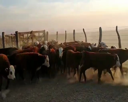 Lote 200 Terneros en Mercedes, Corrientes