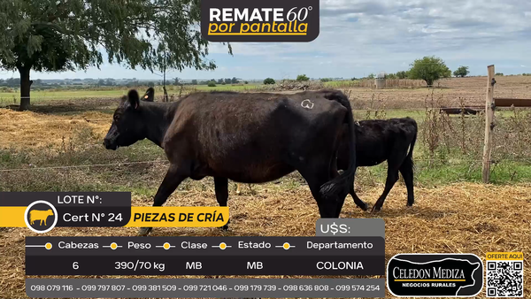 Lote 6 Piezas de cría en Otra Localidad, Colonia