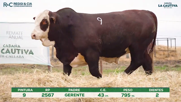 Lote Toros Braford controlados