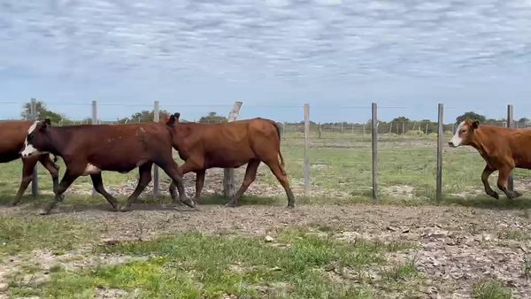 Lote 90 Terneras en Corrientes, Sauce