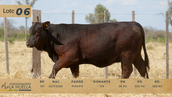 Lote LOTE 6