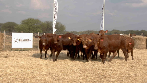 Lote Vaquillas CBO. 1 PREÑADAS