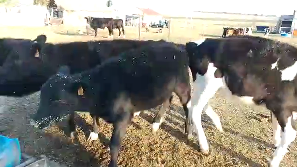 Lote Terneros/as 7M - 4H
